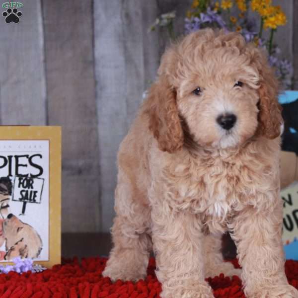 Penny, Golden Mountain Doodle Puppy